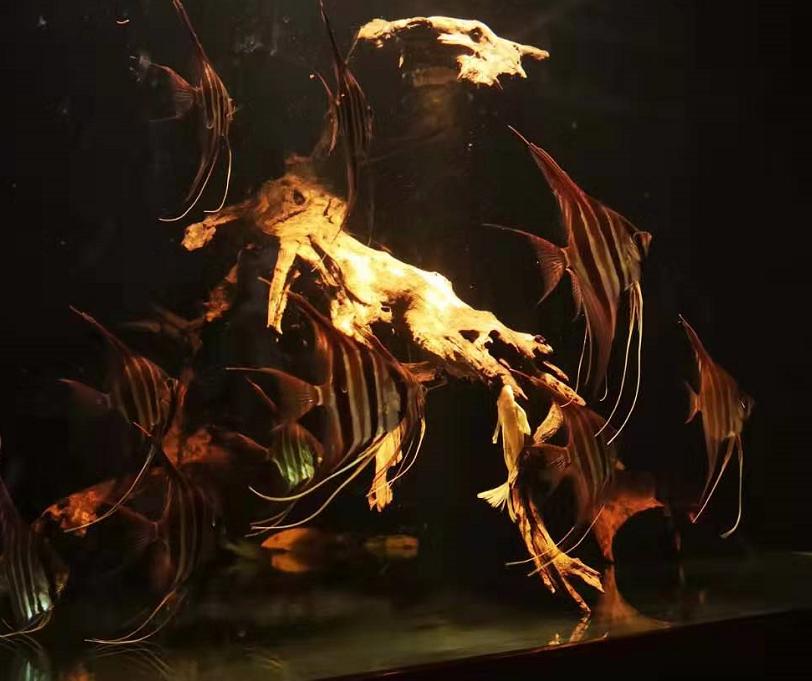 蛋白棉能改善鱼缸绿水吗,鱼缸绿水怎么解决