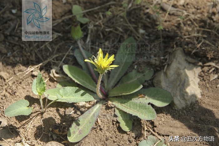 带你详细了解蒲公英,想了解一下蒲公英的图片