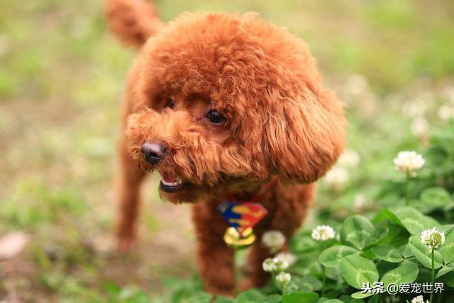 红泰迪褪色怎么办,泰迪褪色了怎么办