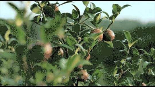 本草天香山茶油旗舰店,本草天香