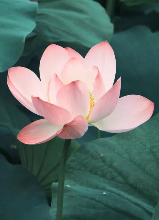 荷花古诗词鉴赏,映日荷花别样红中荷花的特点是