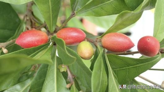 南方一种形状像枸杞的果子,1年结3次果,6元1颗,你会种吗?