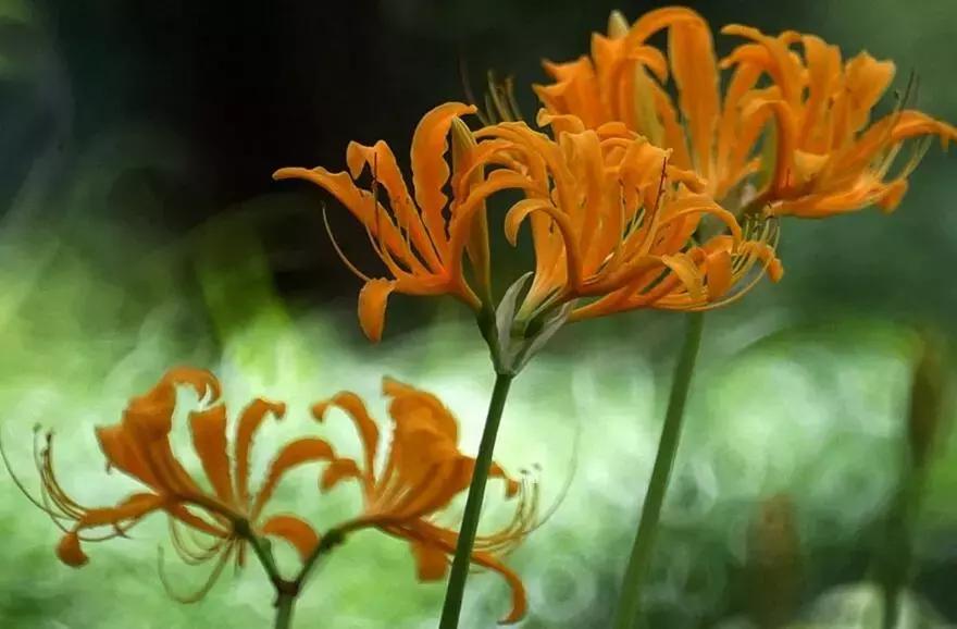 汉蒙,汗蒙药是啥