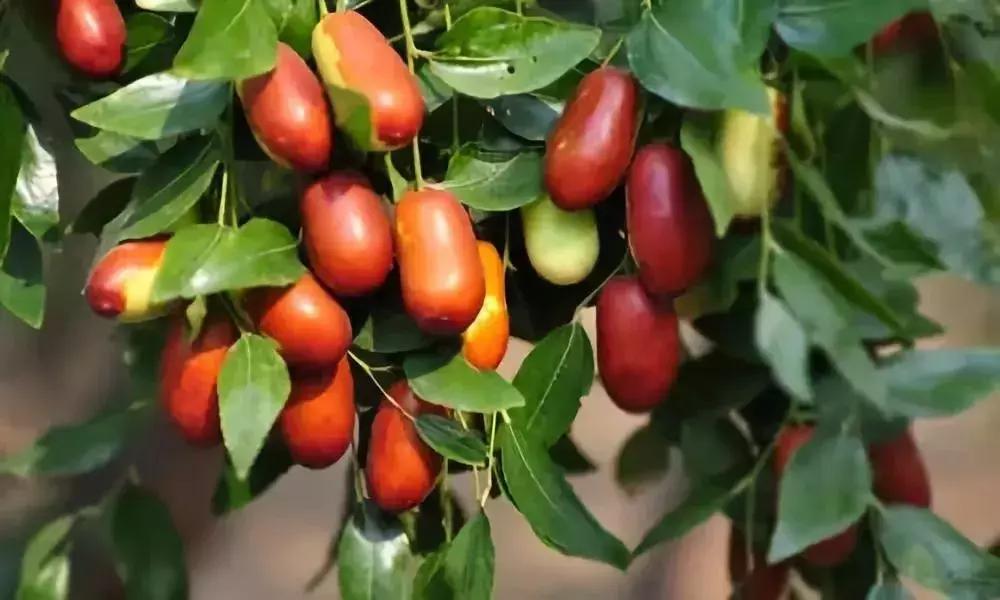 山东7月份有哪些水果可以采摘,山东10月份有什么水果可以采摘