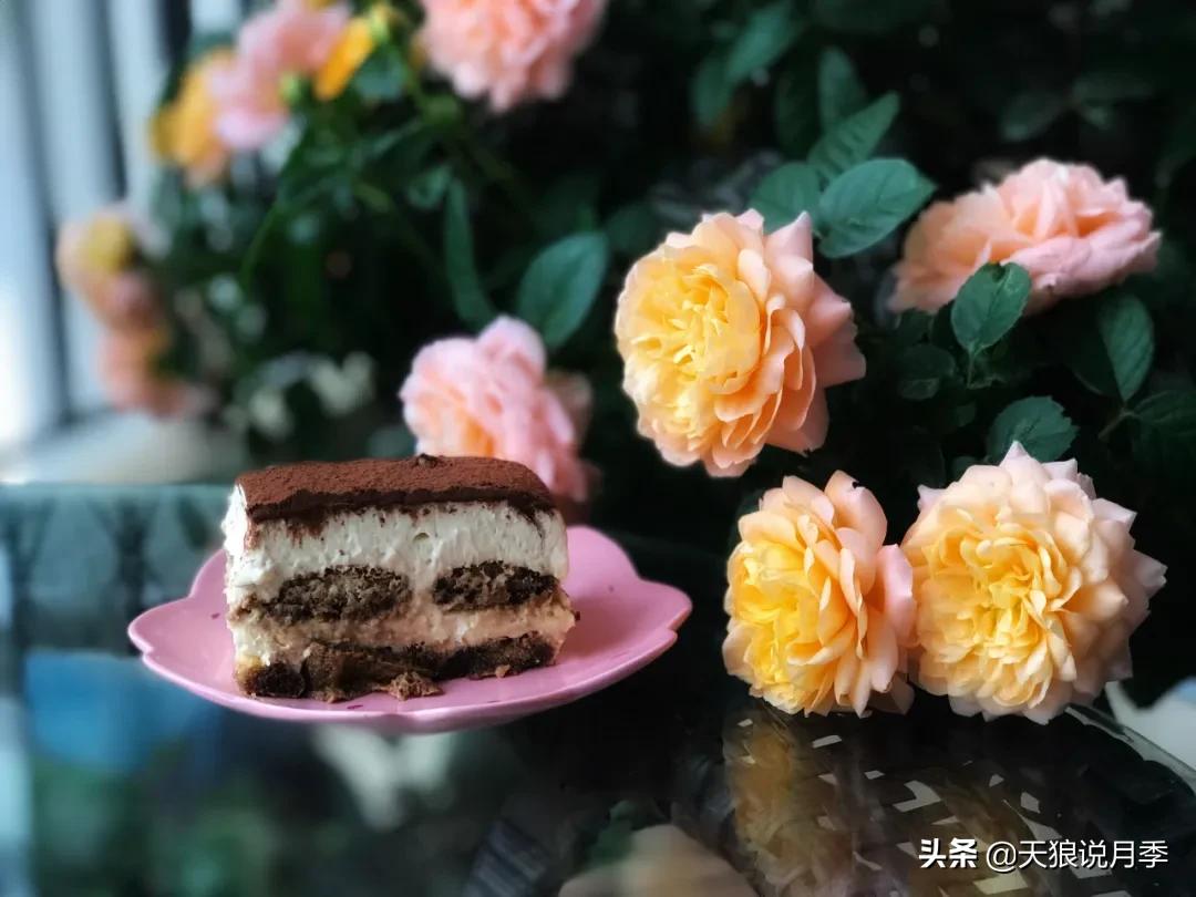 月季花是时候展现真正的技术了 (开春的第一波月季花就这么过去了)