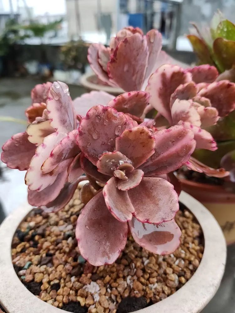 疫情期间在家欣赏多肉,疫情期间被多肉治愈