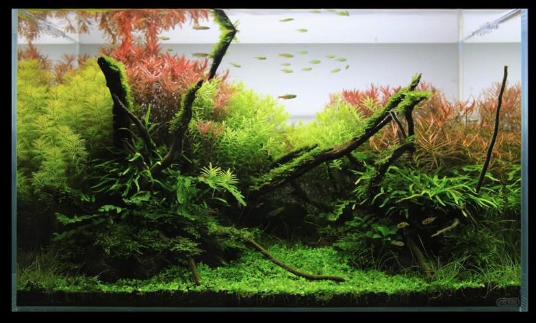 鱼缸最简单的草缸造景教程,鱼缸造景草栽种教程