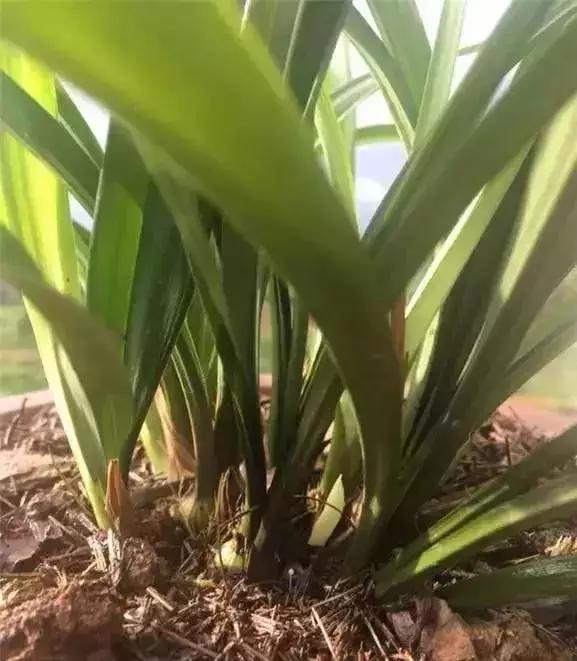 可以给花盆土里加营养液吗,盆里加点它养花10年不黄叶