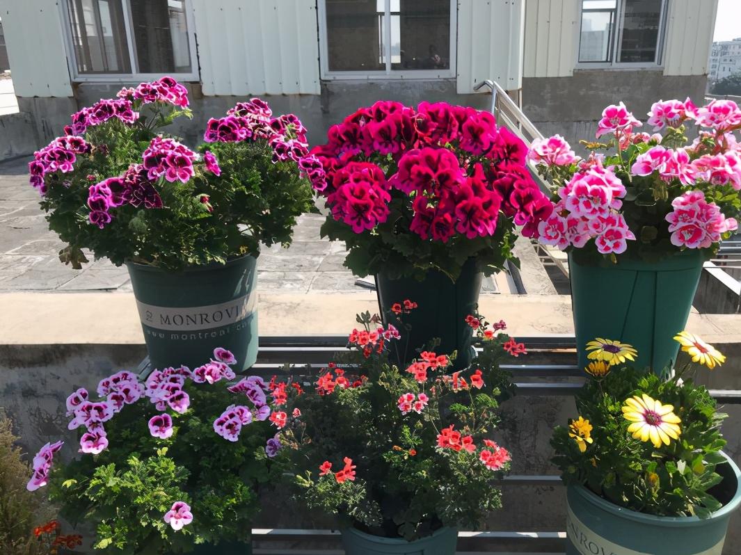 天竺葵怎么养才开花长久,天竺葵怎样养护开花不断