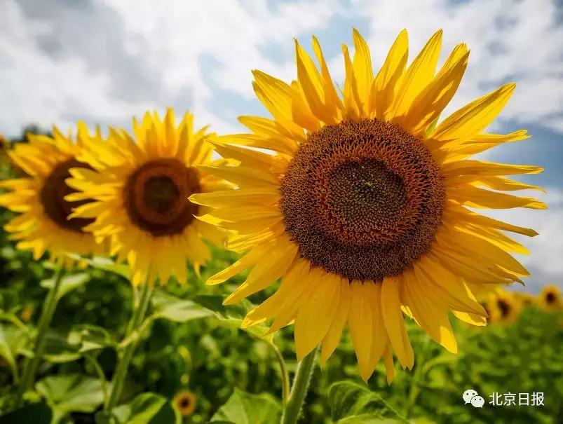 我们要评“国花”了！网友又吵翻了天！你pick哪种？