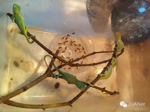 高冠变色龙饲养箱玻璃,高冠变色龙使用注意事项