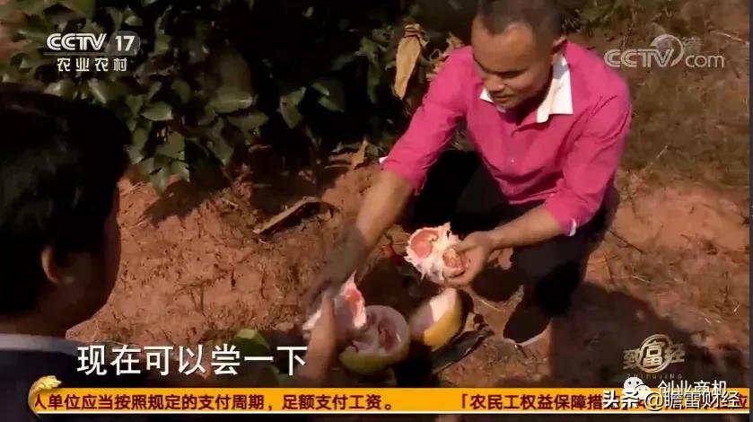 广西大学生无本创业，靠替农民销售马家柚，营业额超5000万