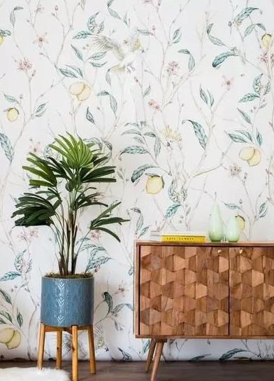 柠檬树种家里的好处,把柠檬树搬到阳光下