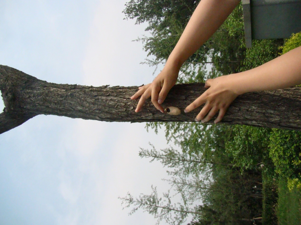 这个秋天碰到白色毛毛虫了吗？其实它们来自大洋彼岸