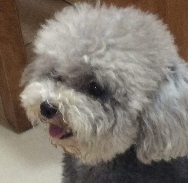 灰色泰迪怎么判断灰泰迪纯不纯,刚出生泰迪有白色杂毛是不是不纯