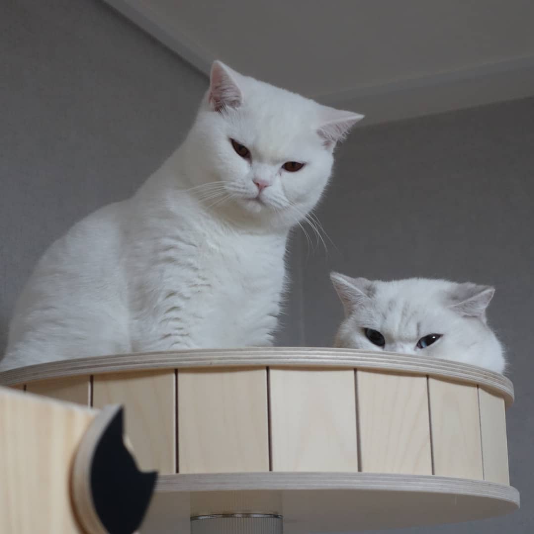 如何帮助猫咪减肥仰卧起坐,怎么给猫咪减肥最有效