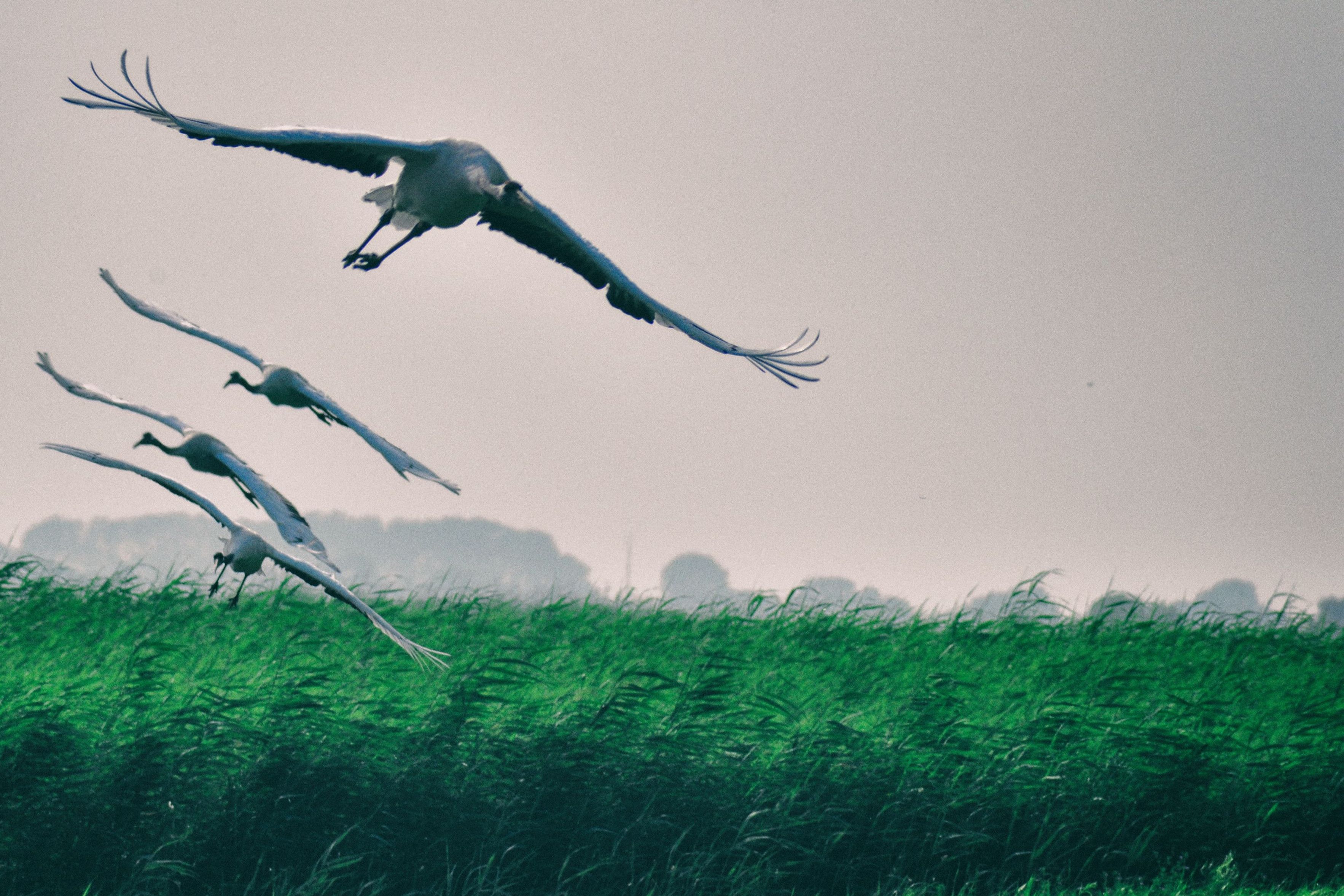 东北游记攻略,东北游记最新视频
