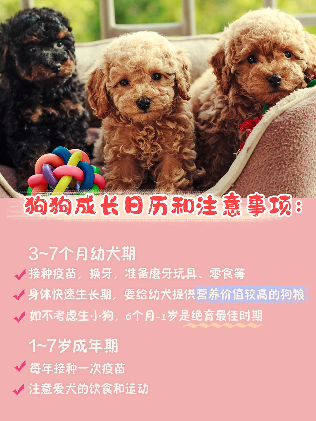 新手养狗狗狗的护食行为怎么纠正,第一次养狗狗哪种狗狗适合新手养