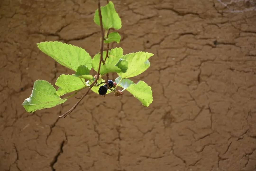 疫情肆意蔓延是什么意思,疫情为什么那么多地方管控