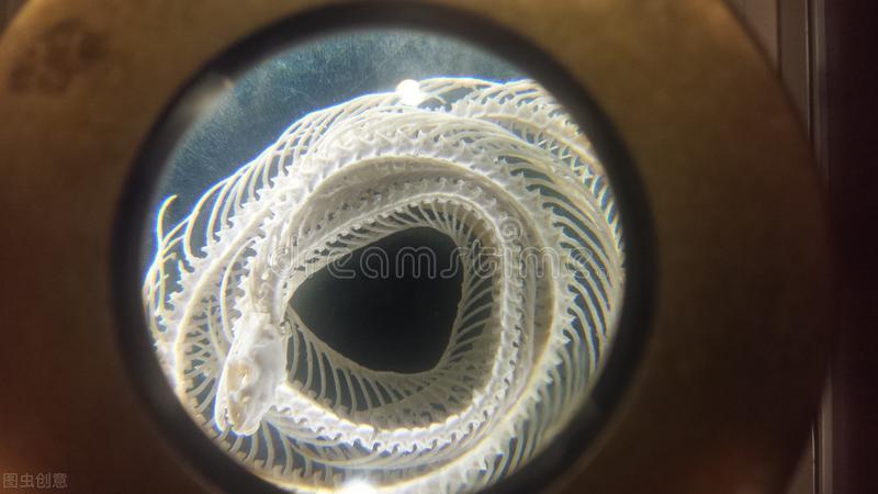 悲催，奥地利男子上厕所时被蟒蛇咬到下身，蛇为啥没进一步攻击？