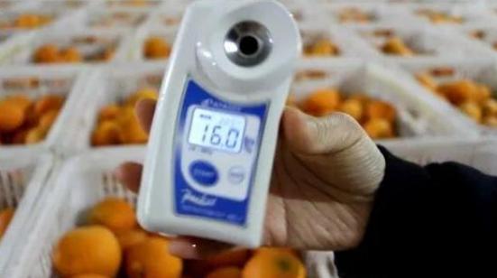 几十万斤鲜橙“烂在手里”，大爷却只能干着急，落下无助泪水