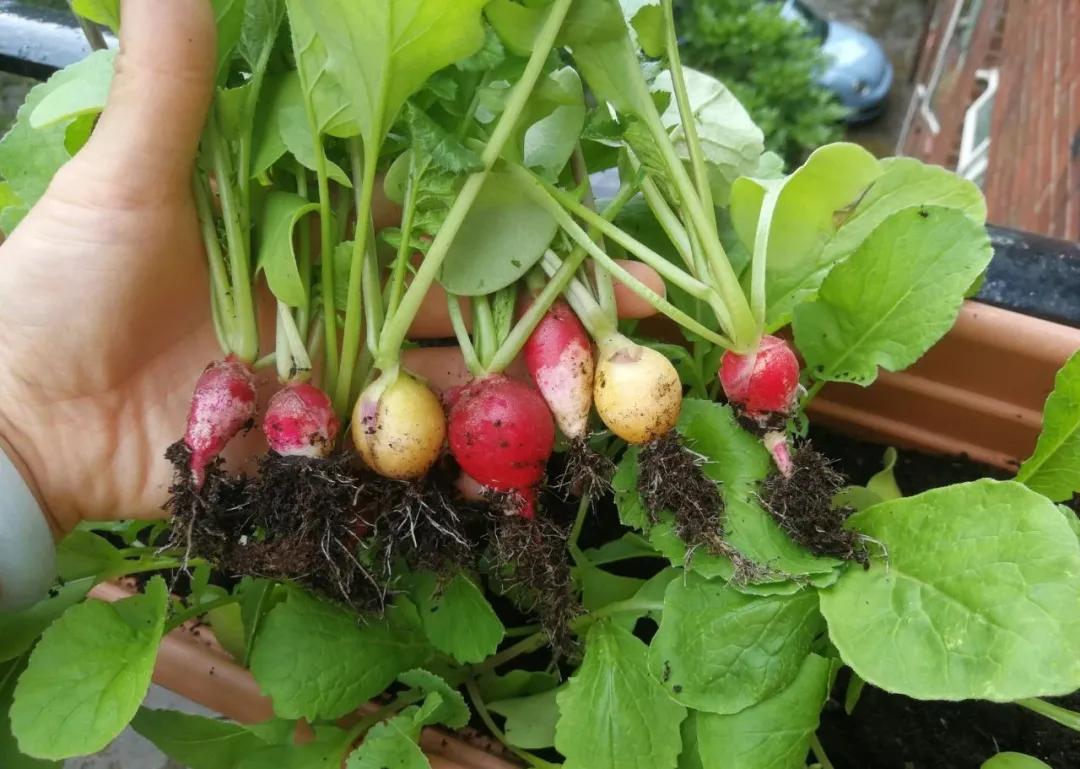 适合懒人家庭种菜100种,家里种菜这3种就够了