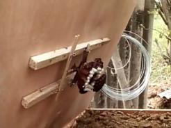 罗源县胡蜂,福州罗源胡蜂养殖基地