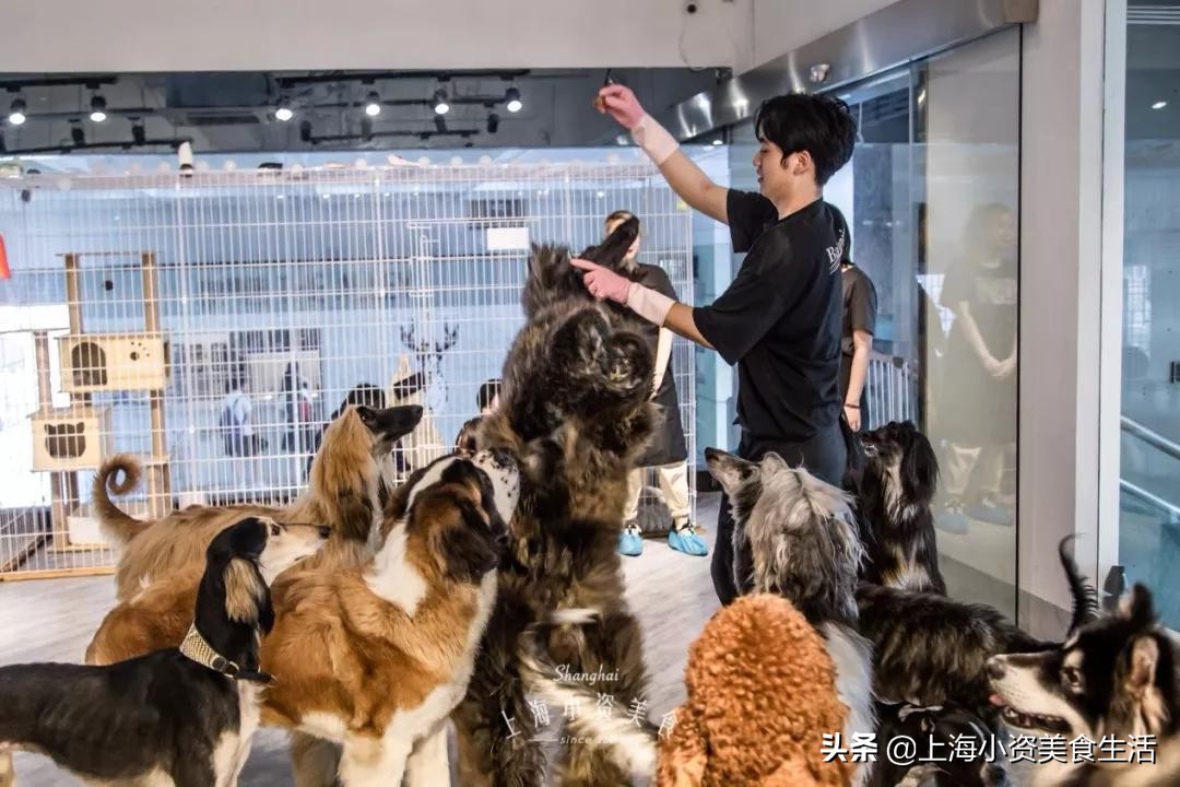 魔都哈士奇体验馆宠物咖啡,魔都哈士奇咖啡馆