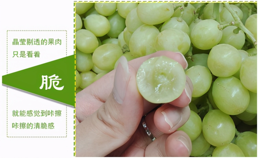 进口提子哪些品种 (进口提子品种及图解)