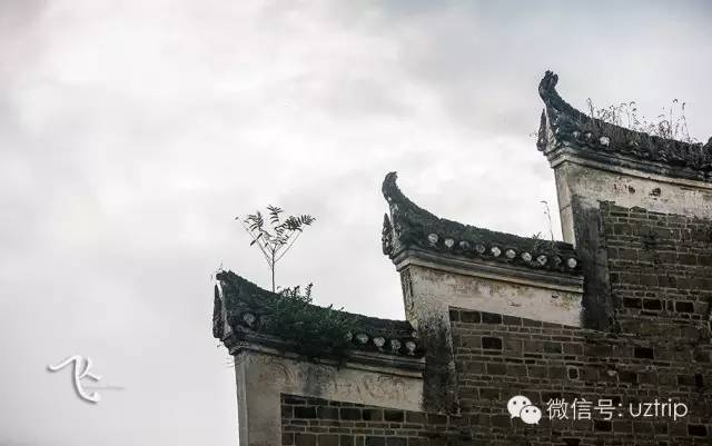 桂林兴安漠川银杏最佳观赏时间,桂林兴安漠川银杏网红打卡地