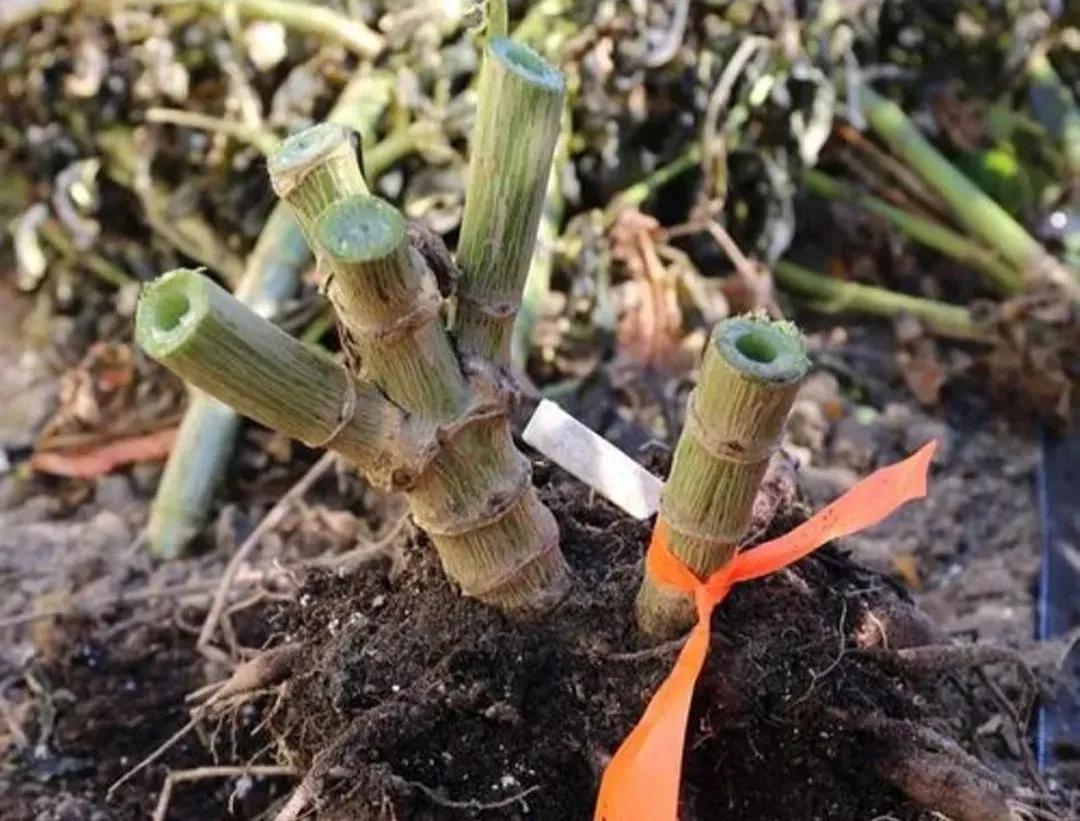 大丽花秋天要起球吗,大丽花怎样越长越好
