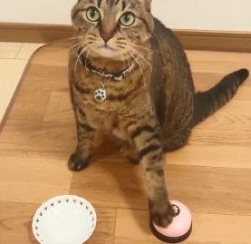 猫真的有那么聪明吗,猫真的有那么聪明嘛