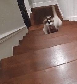 布偶猫身长四十厘米体重九斤,超级可爱的布偶猫有两万斤