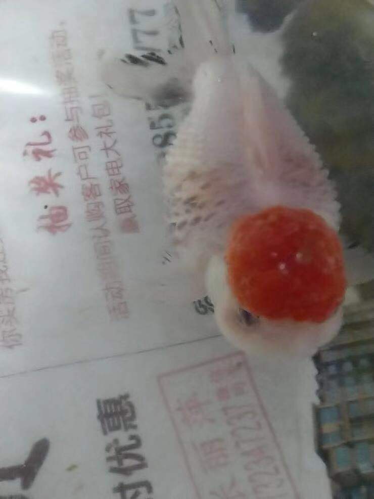 兰寿立鳞病观赏鱼,观赏鱼立鳞病用什么药