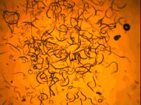 根结线虫的危害症状,大棚根结线虫最佳处理方法