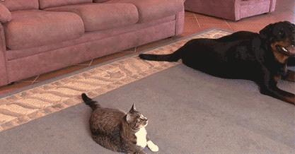 比熊狗狗老是乱咬东西怎么办,狗狗在家乱咬东西怎么办