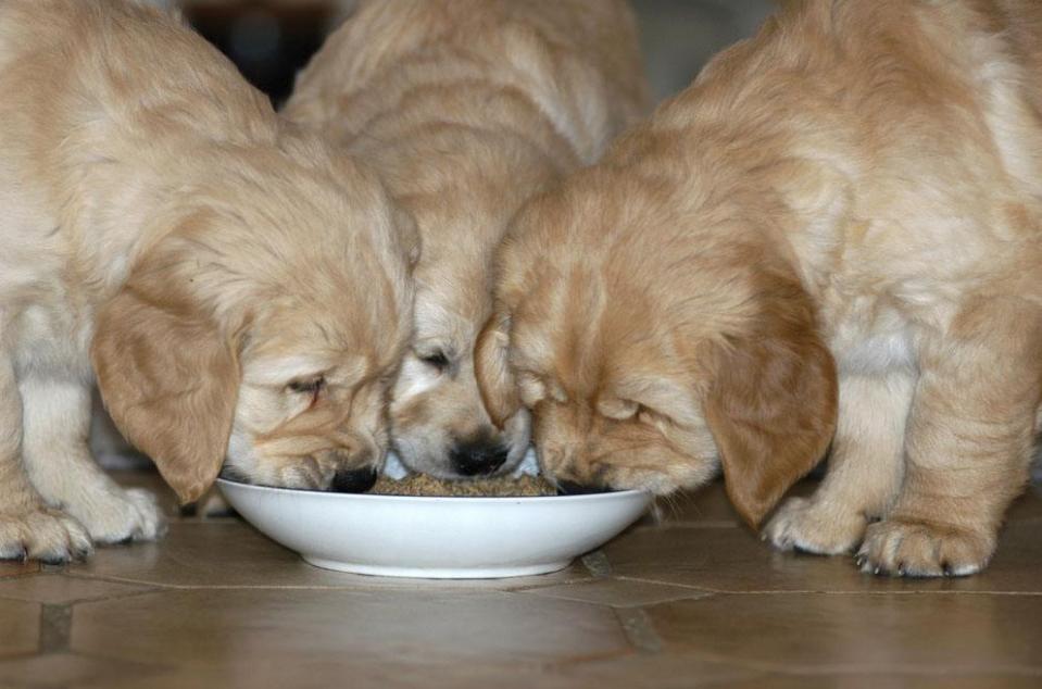怎么训练狗狗定点大小便室内,训练狗狗定点大小便室内