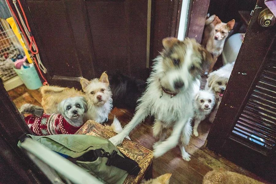 救流浪狗的真实记录,一外国人来中国救助流浪狗