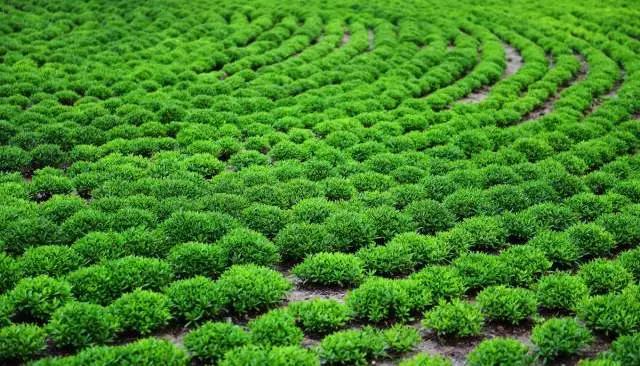 蚧壳虫白粉虱用什么特效药杀死,蚜虫红蜘蛛白粉虱蚧壳虫防治