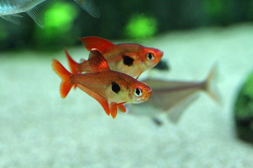 草缸灯鱼专用灯,适合草缸养的灯鱼