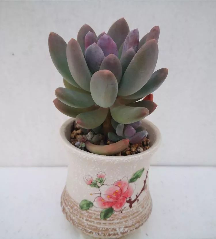 一花一叶一世界多肉,一花一世界多肉之美