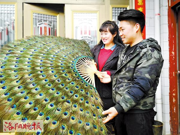 洛阳90后小伙返乡创业养孔雀,养孔雀能挣多少钱