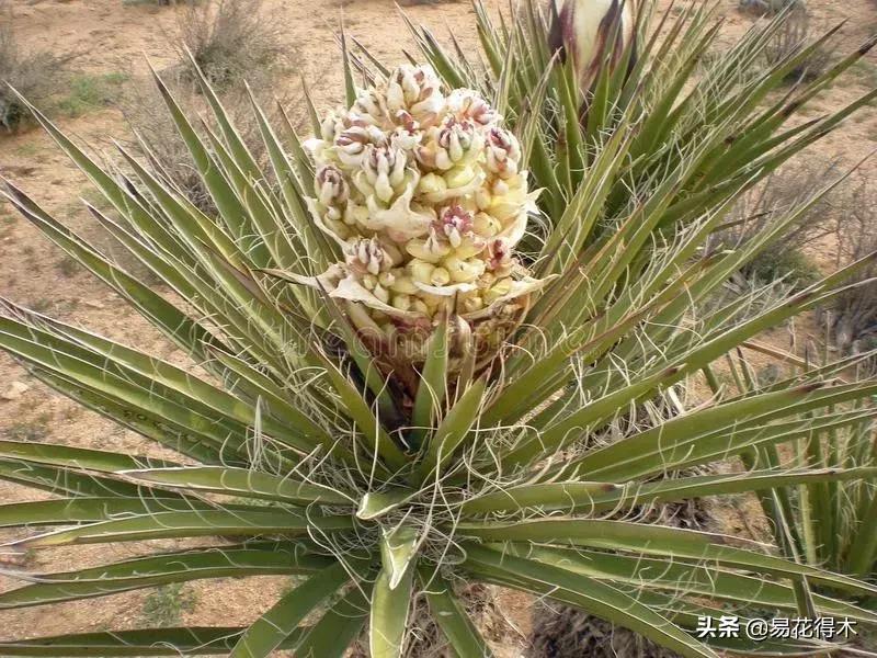 丝兰凤尾兰剑麻就是同一种植物吗,龙舌兰和剑兰的区别图片