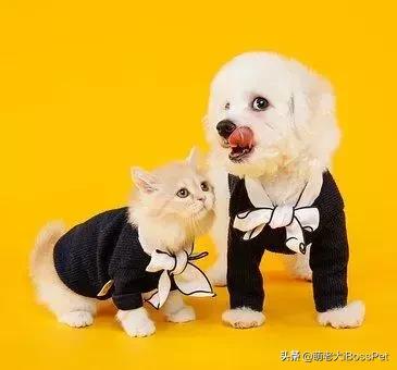 如果宠物领养代替购买，先问自己准备好了吗