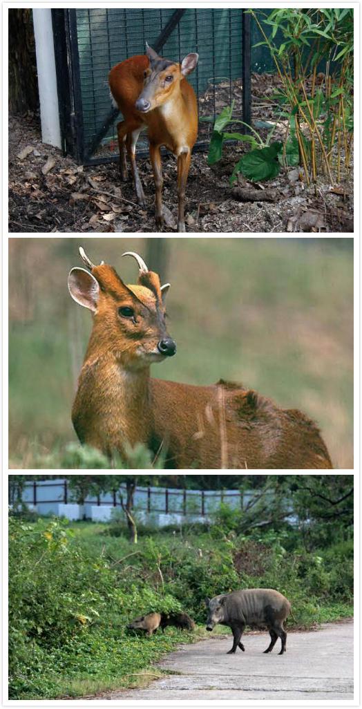 香港马鞍山郊野公园路线攻略,香港马鞍山附近的好去处