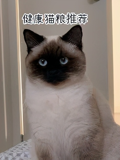 进口猫粮推荐红黄绿,猫粮进口怎么选择品牌