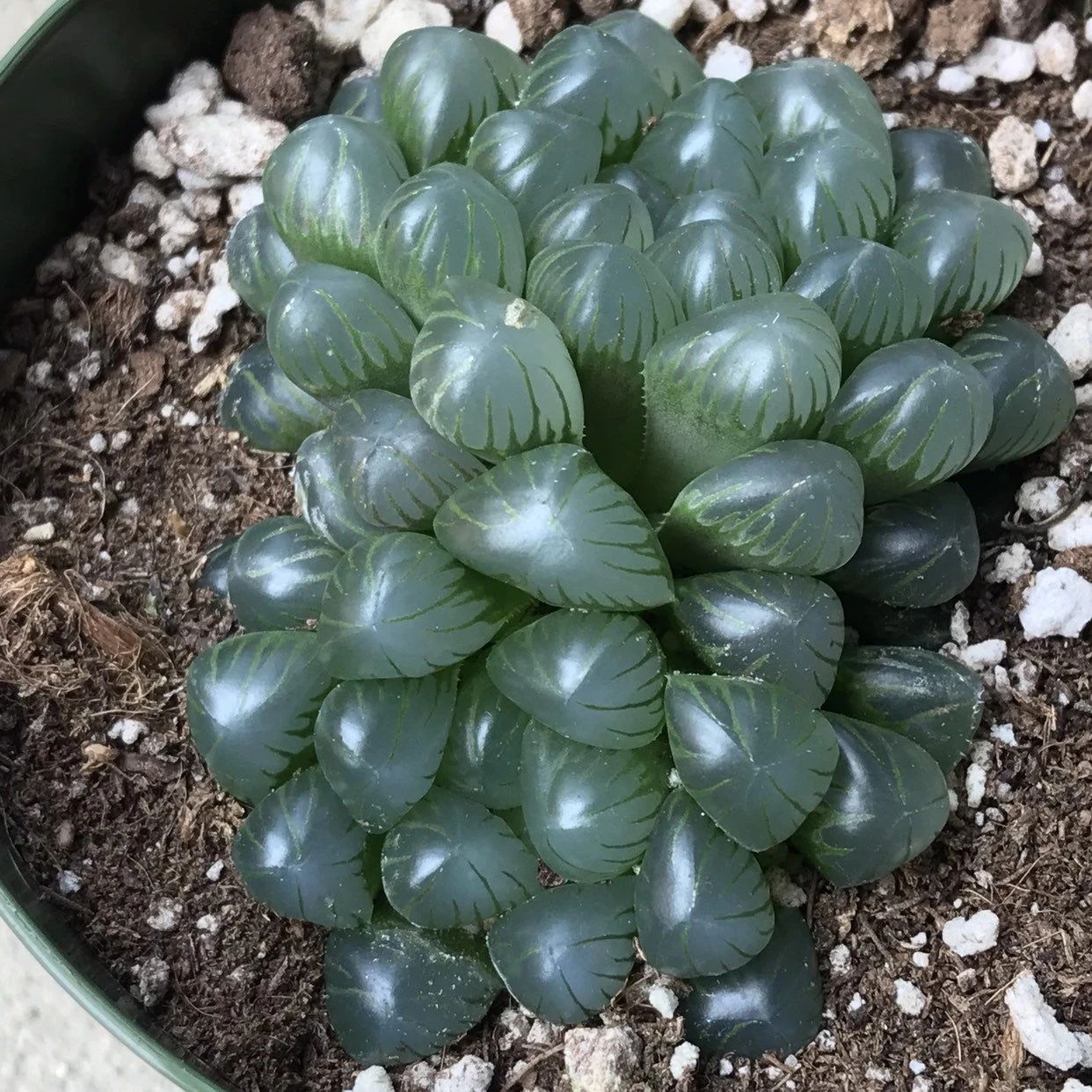 怎么让玉露更透光,让玉露晶莹剔透的方法