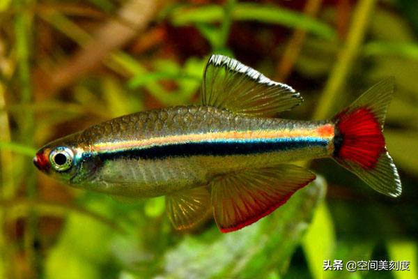 30种常见热带观赏鱼图片大全,十大你肯定没养过的热带观赏鱼