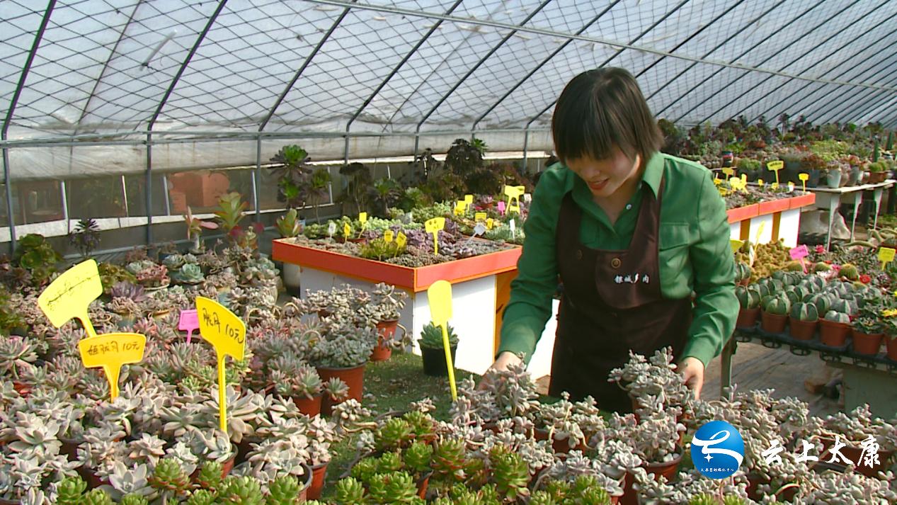 返乡创业成就梦想,农民返乡创业种多肉