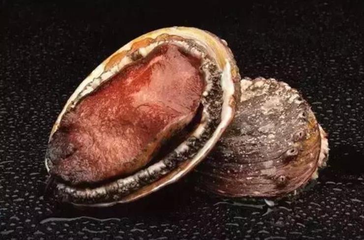 世界鲍鱼品种大全，你若知道其中5种，我叫你三声大哥